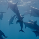 John Lilly and the Earth Coincidence Control Office Review